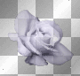 soave scrap deco flowers rosa