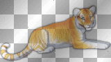 Golden tabby tiger