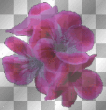 FLORES LAREINASOY