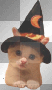 halloween kitty