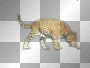jaguar , animal jungle ,tranda jaguar , animal jungle ,tranda