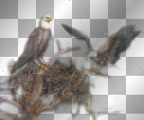 hawk