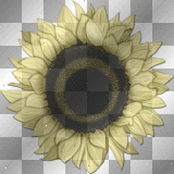sand sunflower