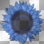 ocean sunflower