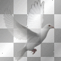 birds ludmilla1959 birds ludmilla1959