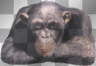 ✿thumbs up! funny monkey wink²u