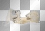 amon // polar bear