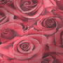 Red Roses by NatashaOoak