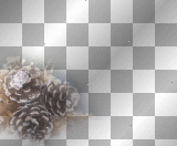 amon // pine cone