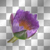 lily