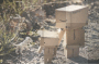 Danbo and doggy walking with Dad!