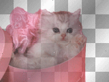 CAT by FABRYKING61