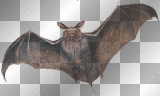 bat fantasy