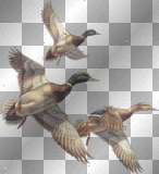 Canards