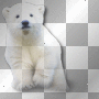 Polar bear cute white Polar bear cute white