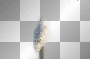 amon // white owl