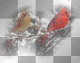 amon // winter birds amon // winter birds