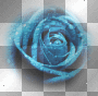 amon // blue rose