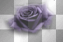 amon // purple rose