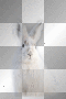 amon // white rabbit