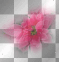 amon // pink poinsettia