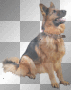 GERMAN SHEPHERD*