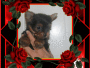 DEBBIE YORKIE