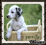 MI PERRITO