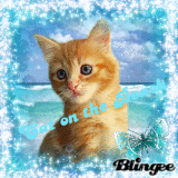 Cat on the Beach