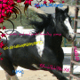 new paint and uni paint breeding group