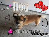 mon chien d'amour