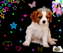 Hunde Baby Hunde Baby