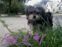 DOG L()VERS