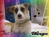Just Perfect; my dog, Bella!