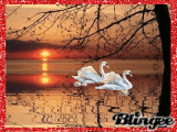 le lac des cygnes.