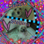 chicco  e stellina[original blingee by alessia34t]