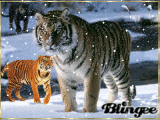 ANIMALES SALVAJES