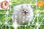 shining pomeranian