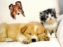Chiens et Chat