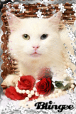 Katze m Blumen etc.
