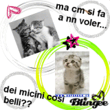 ma cm si fa a nn voler dei micini così belli?? [NN ABBANDONATE!!] 
