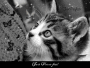 just purrr-fect!
