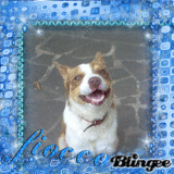 Il mio bellissimo cane: FIOCCO!!!