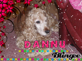 My dog