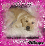 My dog Diana
