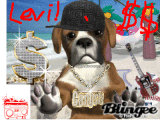 Gansta dog, Levi!!