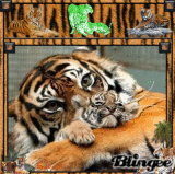 Tiger Snuggles