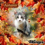 ♥ Our sweet little Cat in Autumn ♥