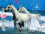chevaux chevaux
