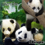 LA VIDA DEL PANDA